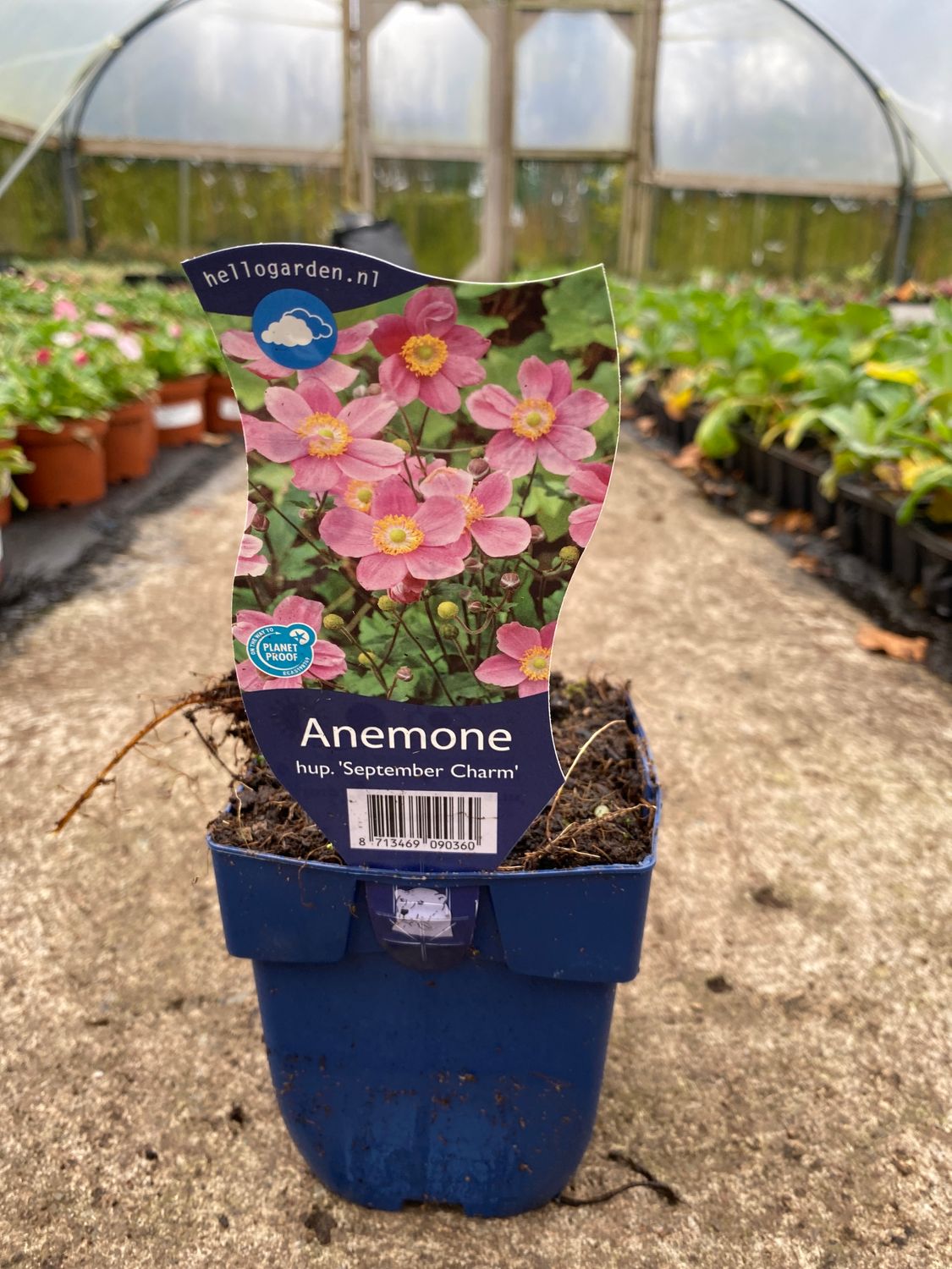 Japanese Windflower Anemone &#39;September Charm&#39;... flowers for months, late summer and early autumn, winter hardy and lasts forever