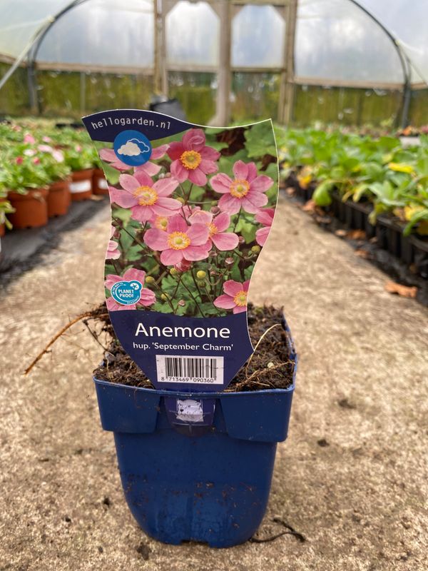 Japanese Windflower Anemone 'September Charm'... flowers for months, late summer and early autumn, winter hardy and lasts forever