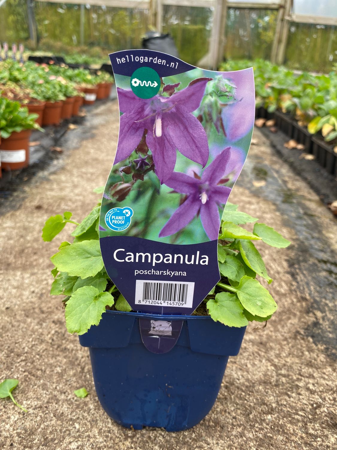 Campanula “ Poscharskyana”