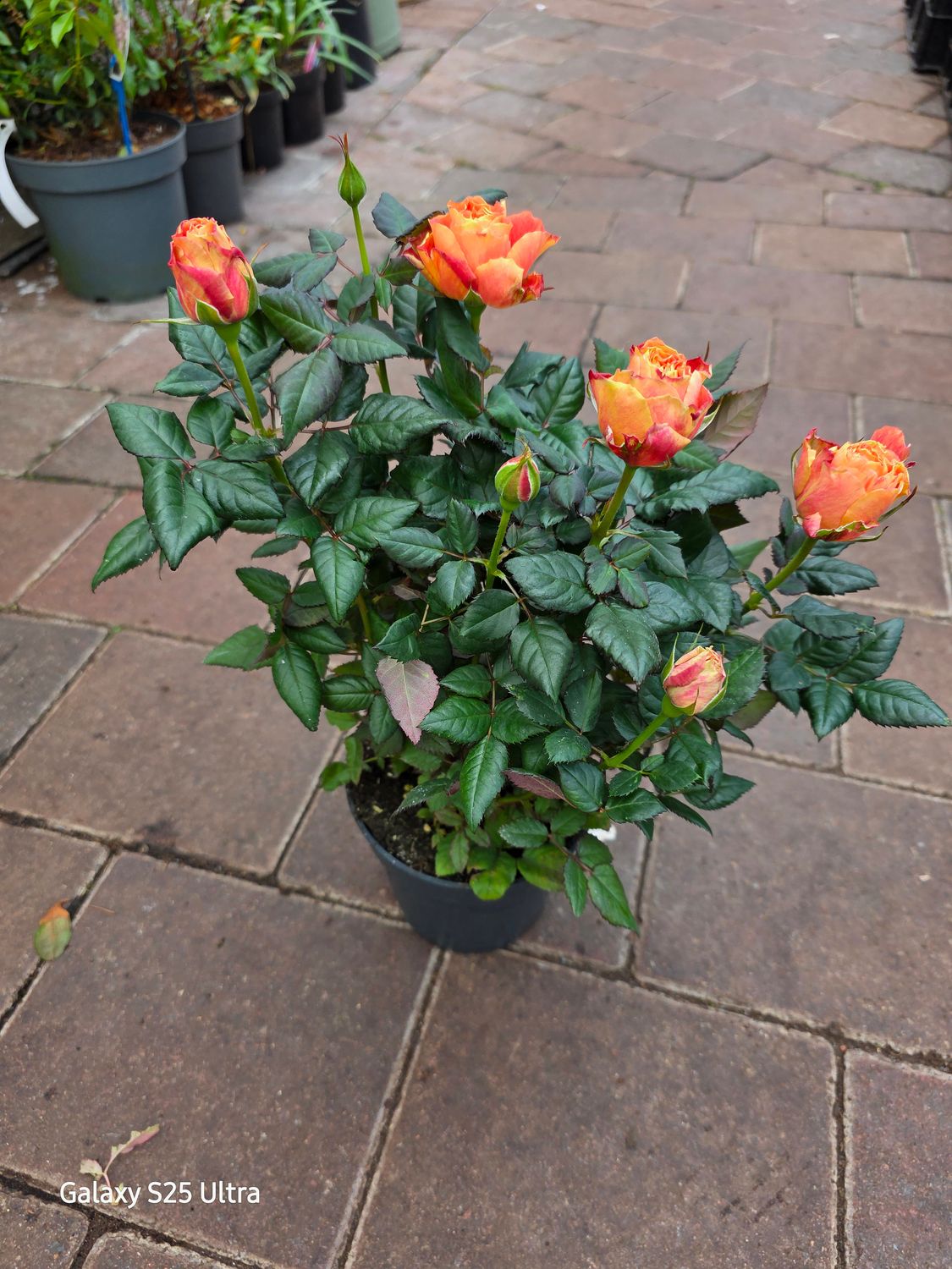 Patio Rose - Hit Orange