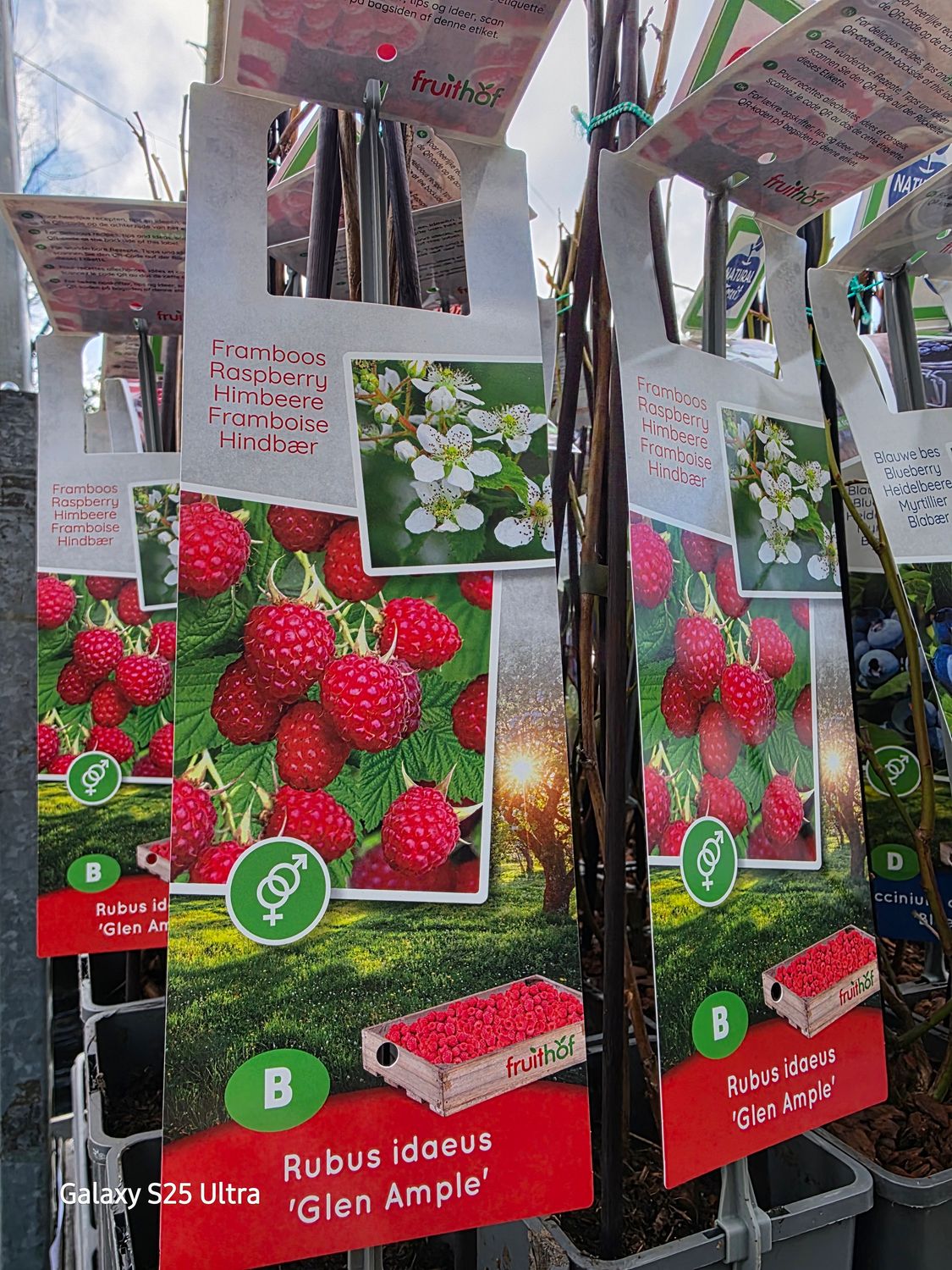 Raspberry &quot;Glen Ample&quot;