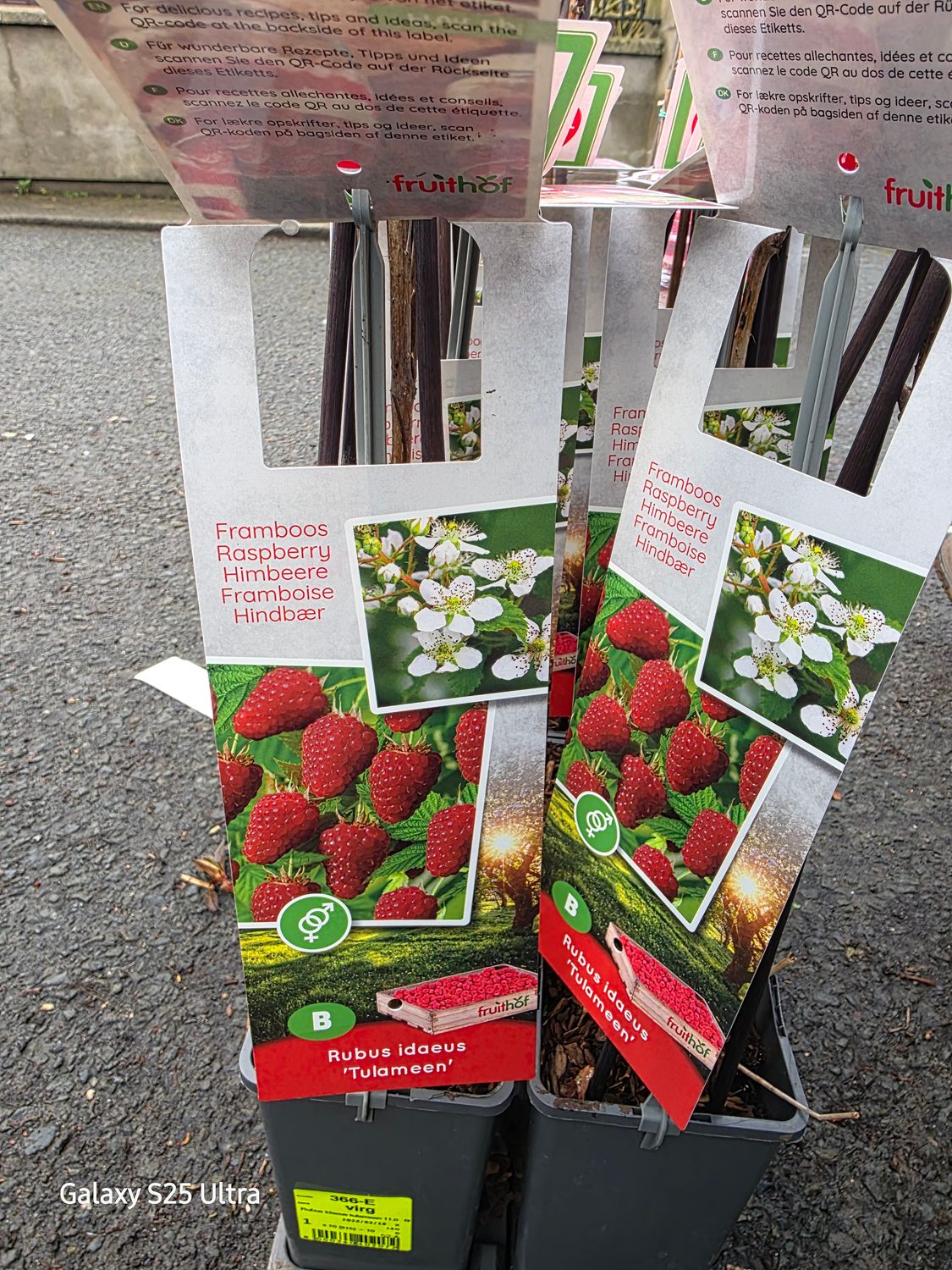 Raspberry-&quot;Tulameen&quot;