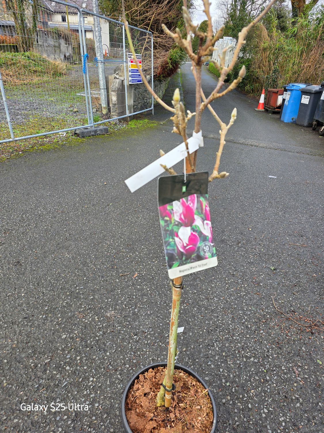 Magnolia-&quot;&quot;March till frost&quot; on stem Mini Tree Magnolia “March till Frost “ perfect vase shaped flowers deep pink /purple flushed white Flowers from March until September in flushes