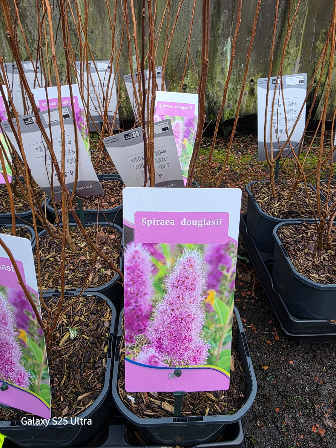 Spiraea - jap.Douglasii Smothered in pink mini plume like flowers in late spring and summer. Thrives on neglect. Good in sun or half shade Height 1.5 Mt Spread 1.5 Mt