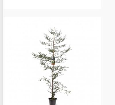 Sequoia Sempervirens ..Giant Coast Redwood approx 180 Cm Pot Grown