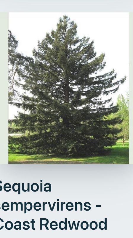 Sequoia Sempervirens ..Giant Coast Redwood approx 180 Cm Pot Grown
