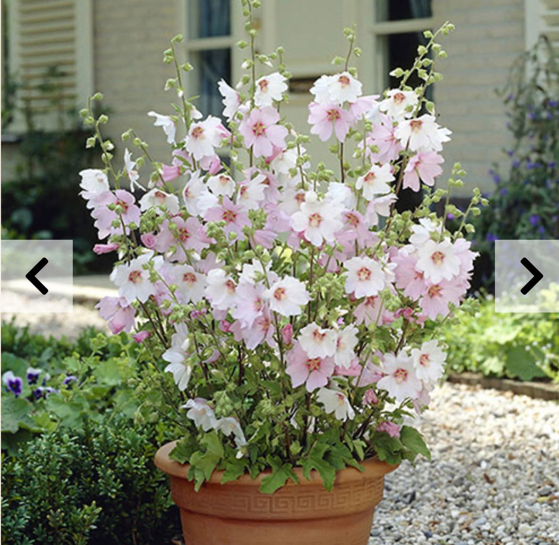 Lavatera Baby Barnsley ,flowers in summer and early autumn. Height 75 Cm . Good in pots or beds . Likes a sunny and free draining spot