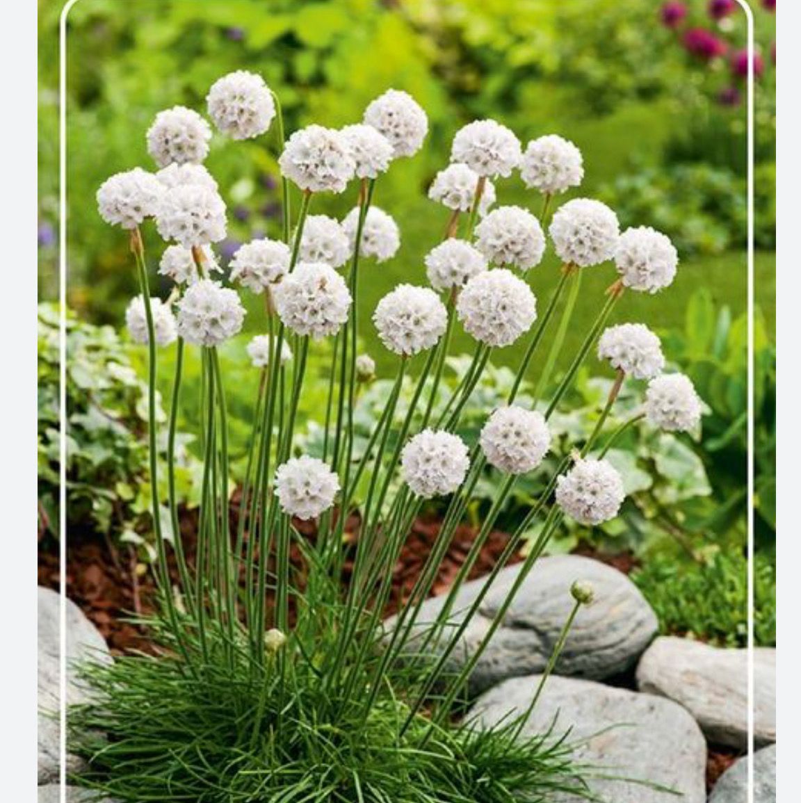 Armeria Abbey White Hardy Thrift grows happily in a sunny and free draining spot Forms tight tufts of foliage + white cup shaped flowers in clusters on stems Winter hardy good on banks or rockeries
