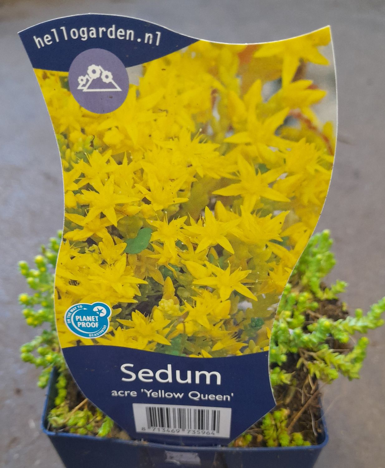 Sedum Yellow Lemon Queen ,Yellow Queen golden foliage all year and yellow flowers in summer. Likes spreading on banks ,spilling out of pots or tumbling over walls and kerbs