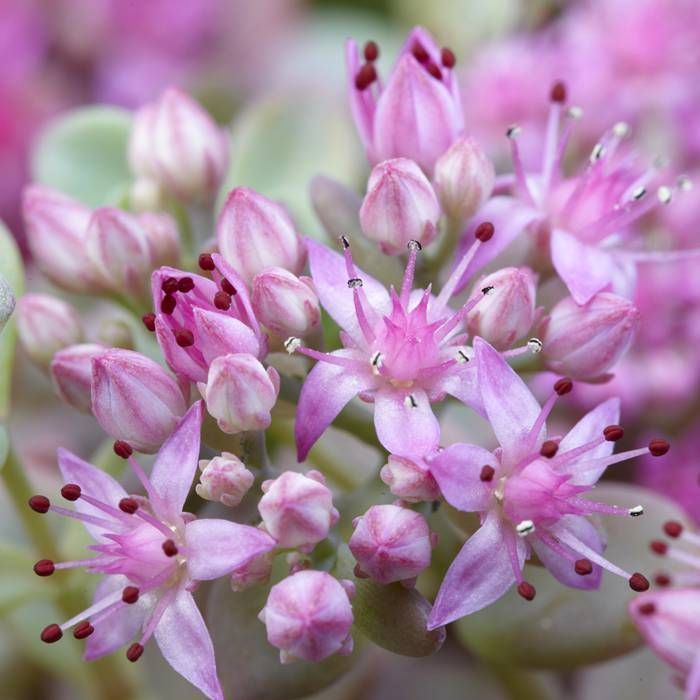 Sedum Cauticola &#39;Lidakense ‘Hardy carpet plant that loves spreading on banks or spilling over walls and kerbs .Winter hardy band lasts forever