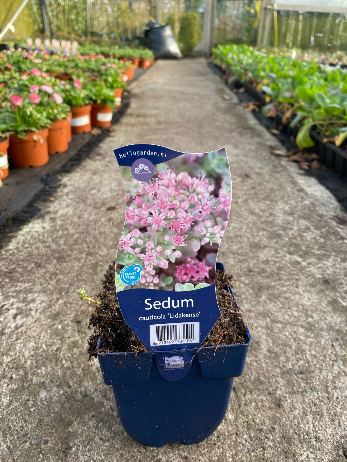 SEDUM CAULTICOLA LIDAKENSE a hardy Stonecrop with colourful foliage and pink flowers !