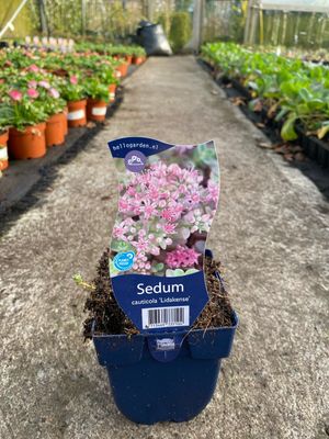 SEDUM CAULTICOLA LIDAKENSE a hardy Stonecrop with colourful foliage and pink flowers !