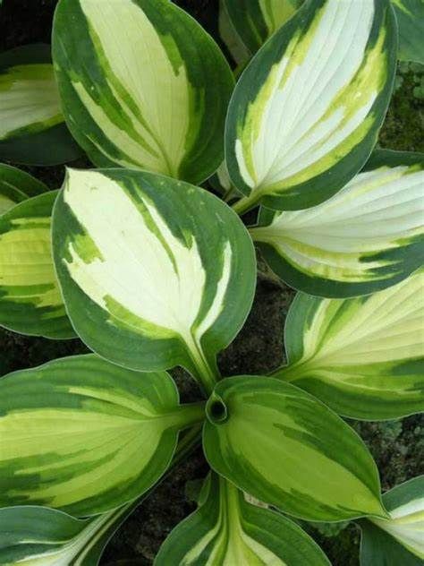 HOSTA &#39;COLOR FESTIVAL&#39;