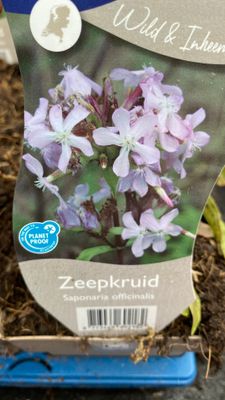 Saponaria “officinallis” Bouncing Bet tough native plant flowers for months and lasts for years Upright stems of pink to white fragrant flowers. Winter hardy and tough
