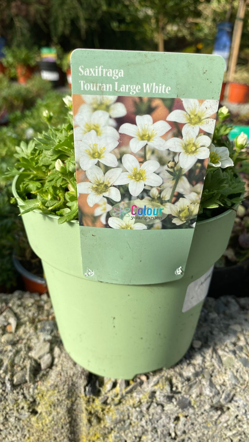 Saxifraga “Touran” Large White”