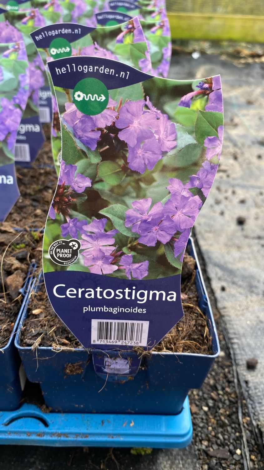 Ceratostigma Plumbaginoides