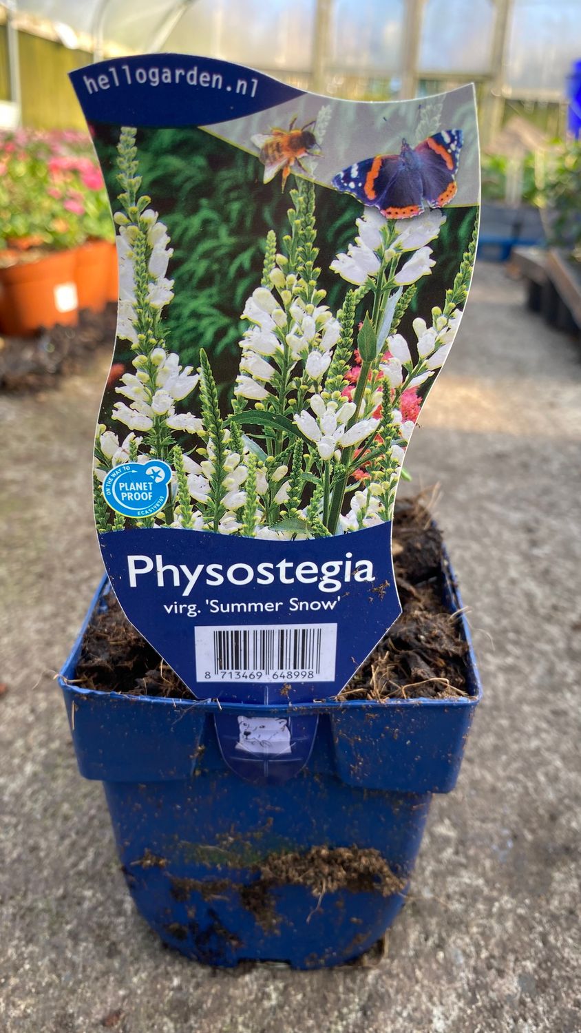 Physostegia &#39;Summer Snow&#39;