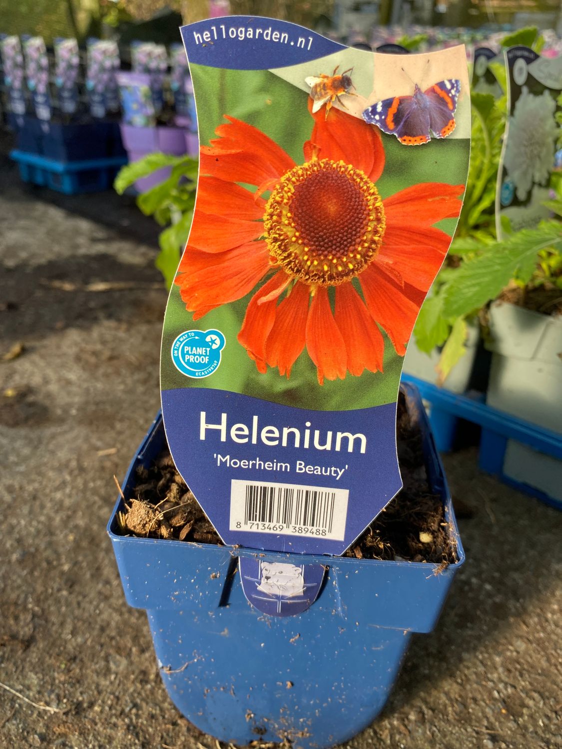 Helenium &#39;Moerheim Beauty&#39;