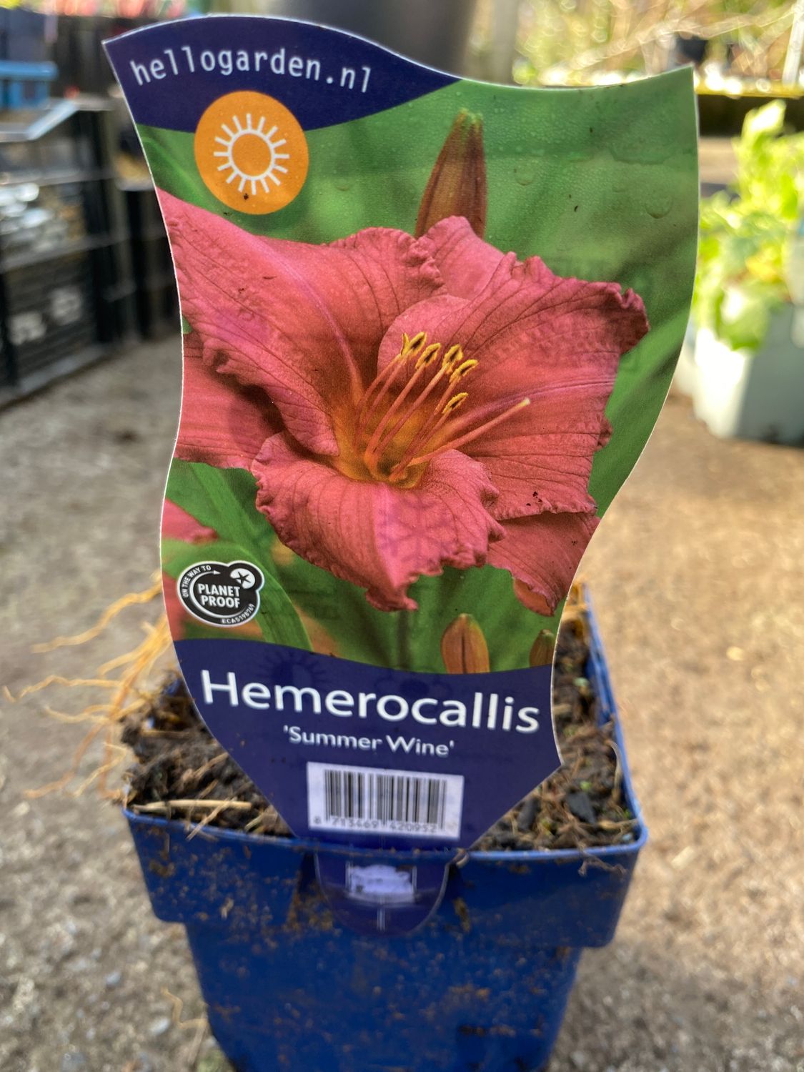Hemerocallis &#39;Summer Wine&#39;