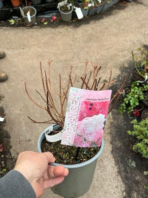 Hydrangea &#39;Vanilla Strawberry Melba&#39; Bush extra large size  “flowers non stop from July until end of September. Enormous white cone shaped flowers that turn pink as they age