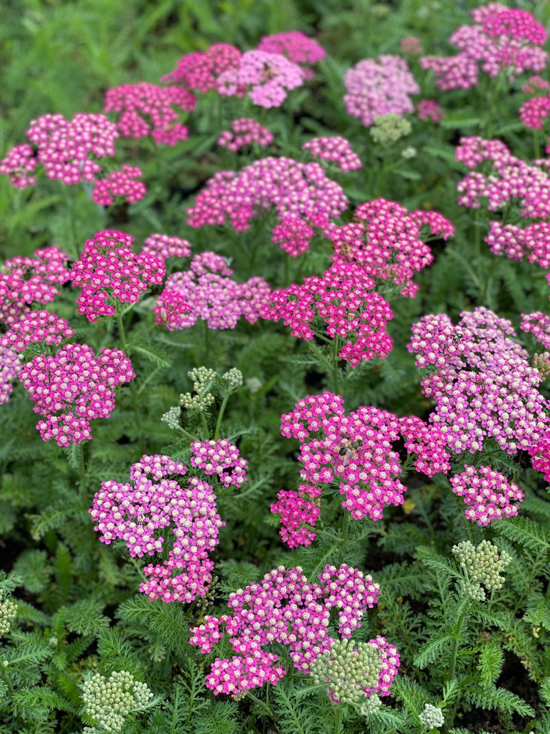 Achillea &#39;Milly Rock Rose&#39;