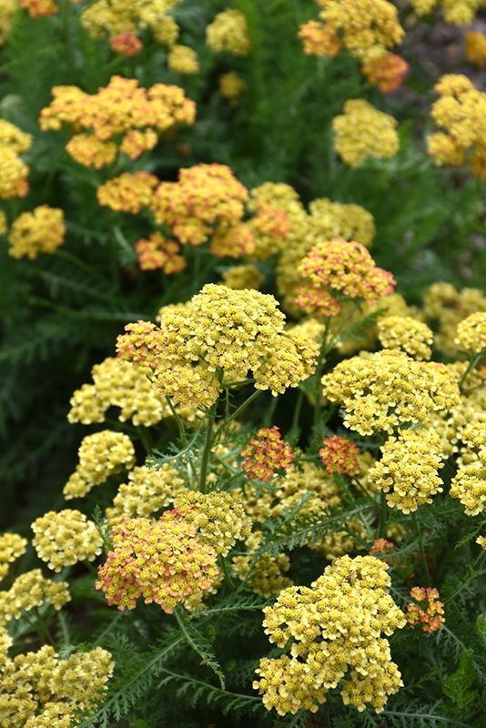 Achillea &#39;Milly Rock Yellow Terracotta&#39;