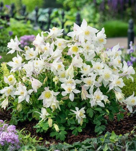 Aquilegia &#39;Earlybird White&#39;