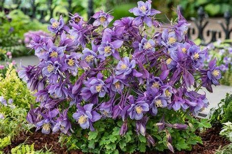 Aquilegia &#39;Earlybird Purple Blue&#39;