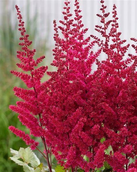 ASTILBE &#39;VISION VULCANO&#39;