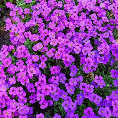 Aubrieta 'Cascade Purple'
