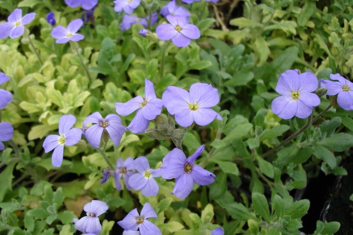 Aubrieta Axcent ''Light Blue''