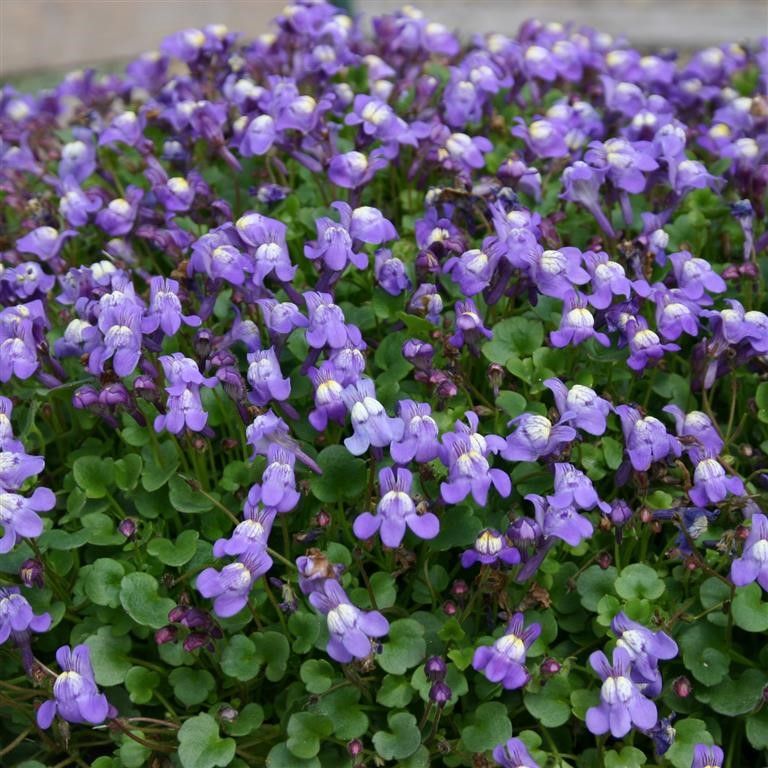 CYMBALARIA MURALIS