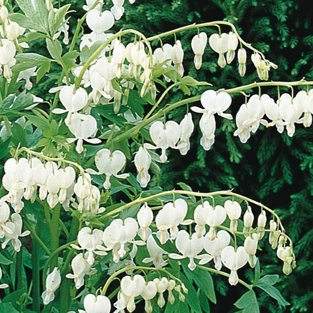 Dicentra Spectabilis &#39;ALBA&#39;