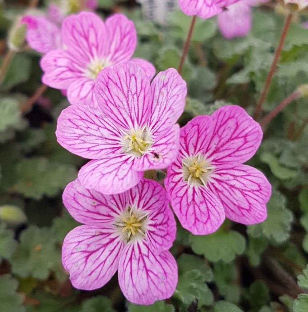 Erodium &#39;Bishop&#39;s Form&#39;