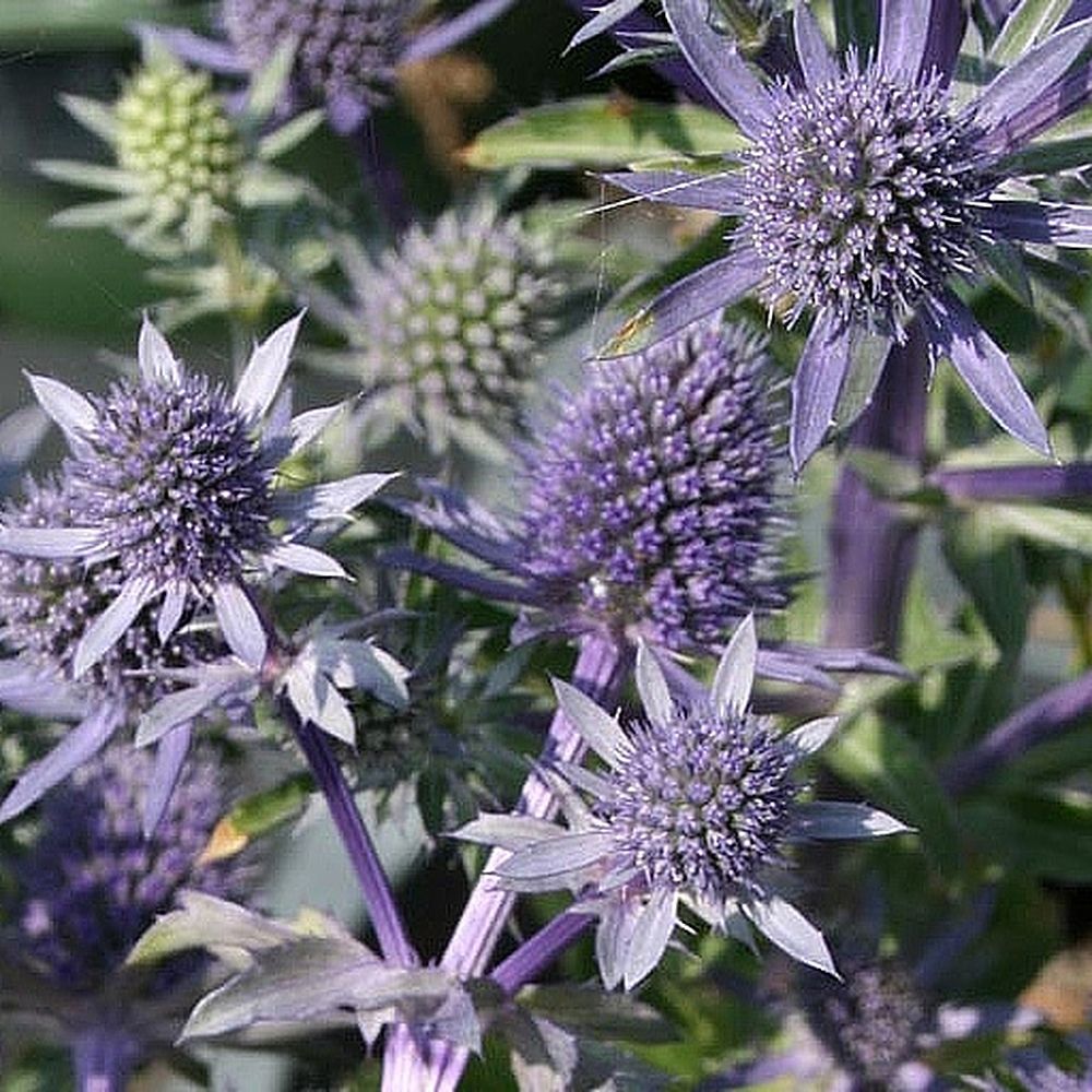 Eryngium - Blue Hobbit