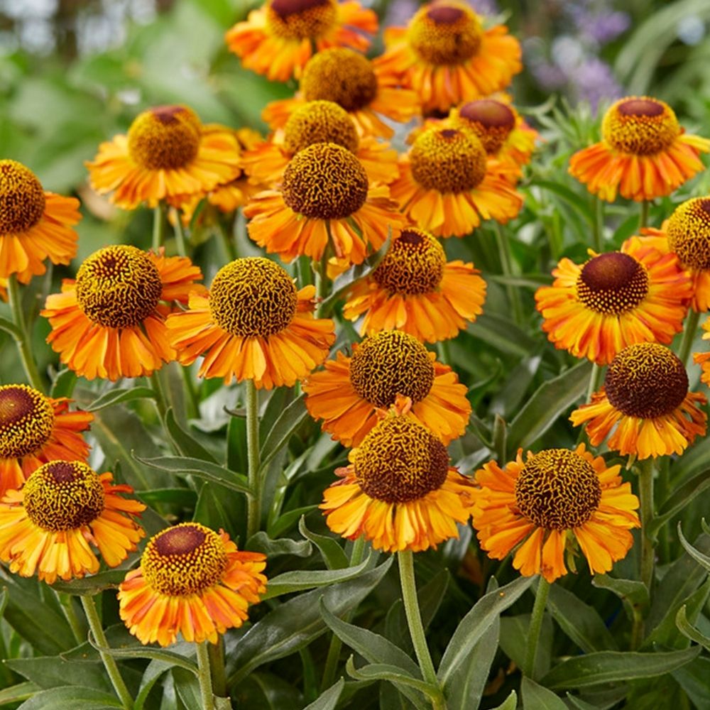Helenium &#39;Short &amp; Sassy&#39;