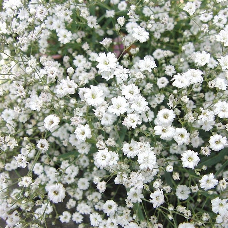 GYPSOPHILA ''PLENA WHITE''