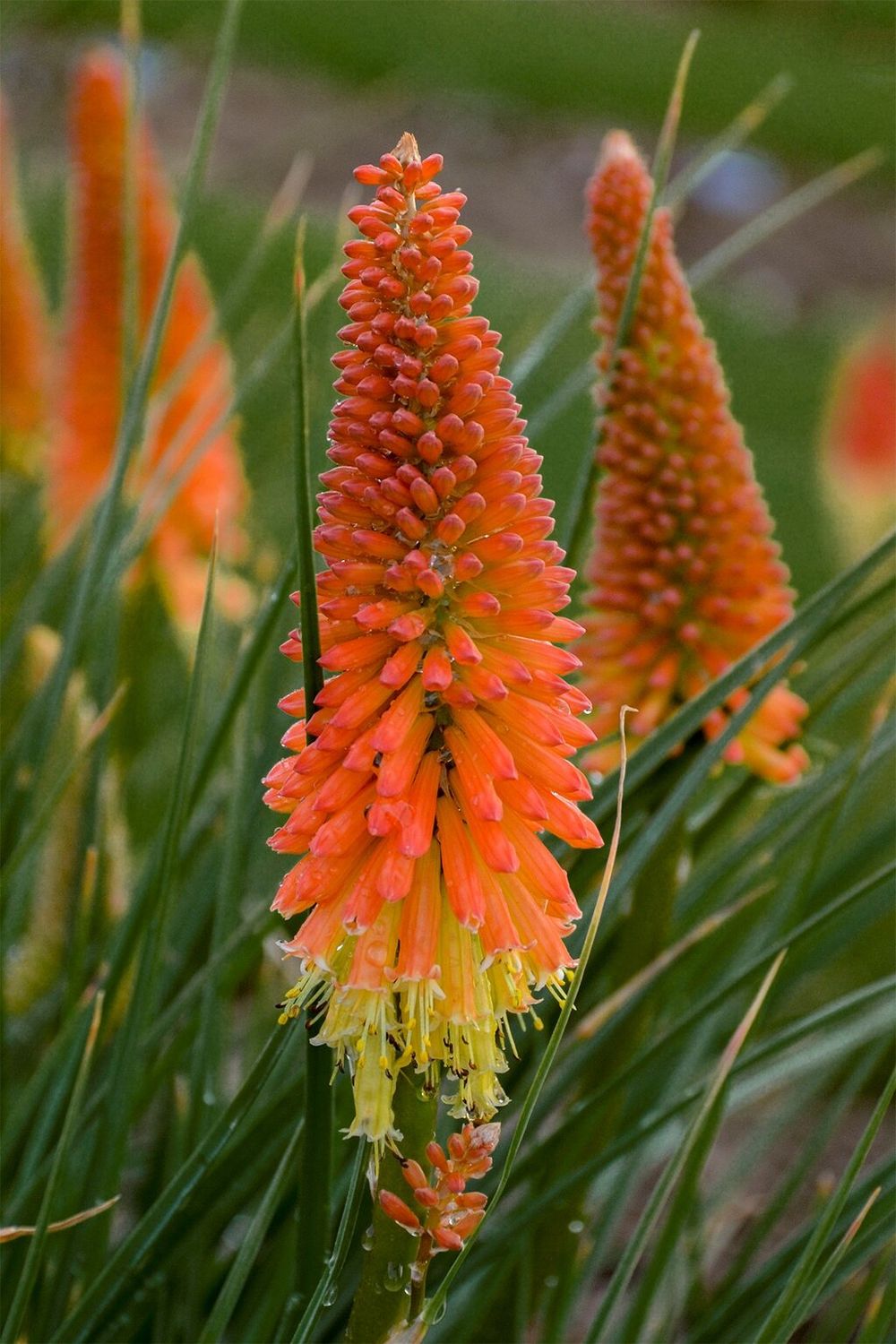 Kniphofia &#39;Alcazar&#39; Red Hot Poker Alkazar RED HOT POKER ALKAZAR Kniphofia Alcazar&#39;is a bright torch like flowers of red orange and yellow in summer and early autumn . Winter hardy and lasts for years