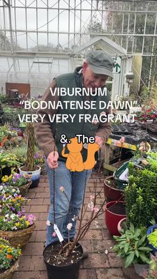 VIBURNUM BODNANTENSE ''DAWN'' Very fragrant pink flowers In winter and early spring .Happy In any reasonable soil type .Extra strong and bushy