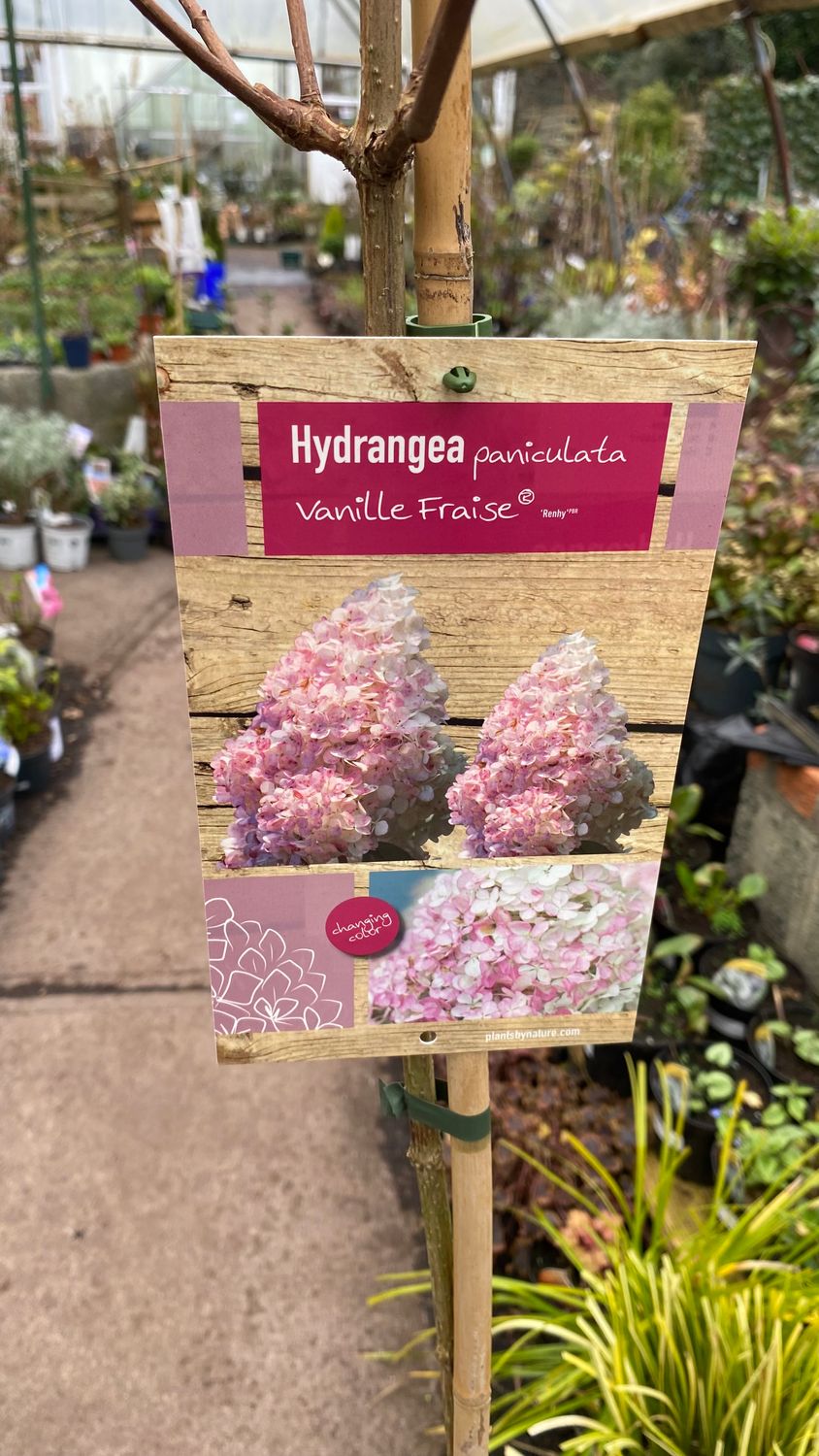 Hydrangea Vanilla Strawberry Ice Cream medium Garden Tree