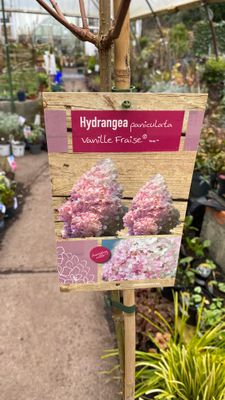 Hydrangea Vanilla Strawberry Ice Cream medium Garden Tree