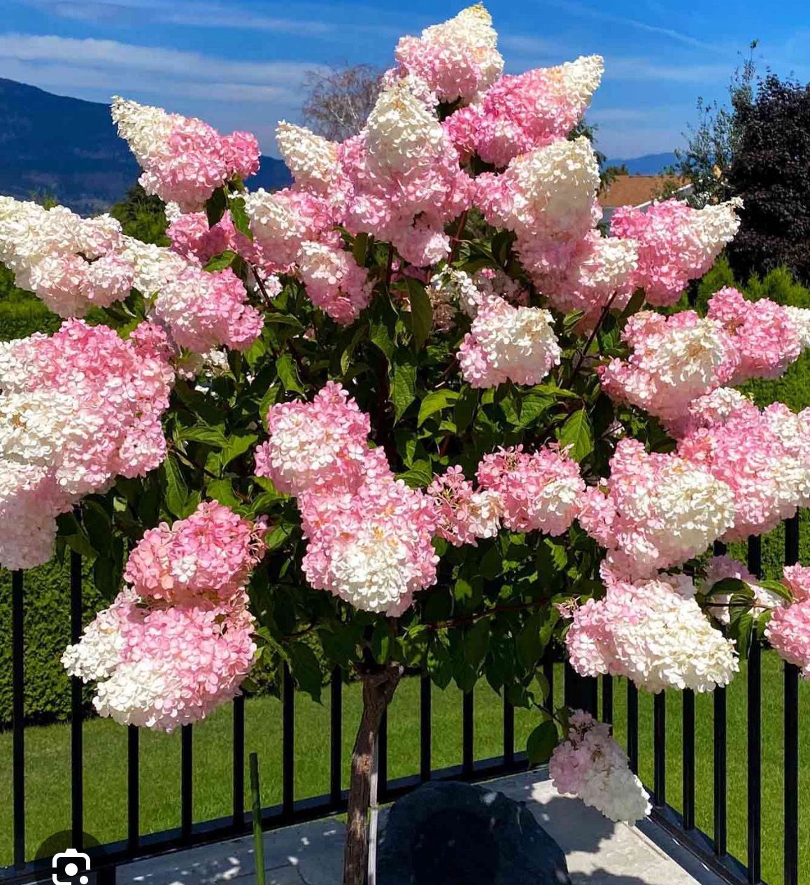 Hydrangea Vanilla Strawberry Ice Cream medium Garden Tree Flowers non-stop from July until end of September with enormous white,cone-shaped panicles turning pink.🍓