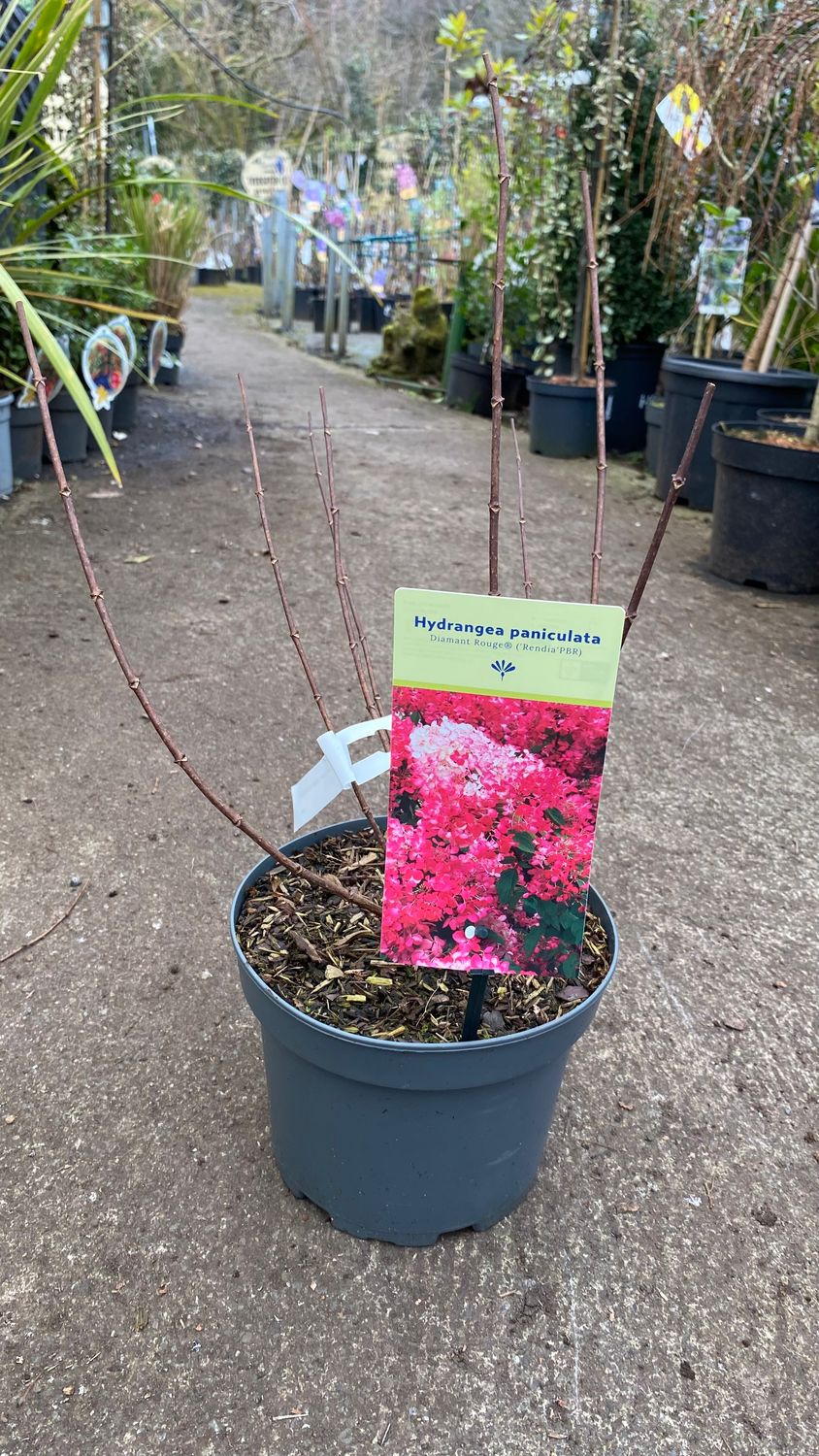 Hydrangea Red Diamond