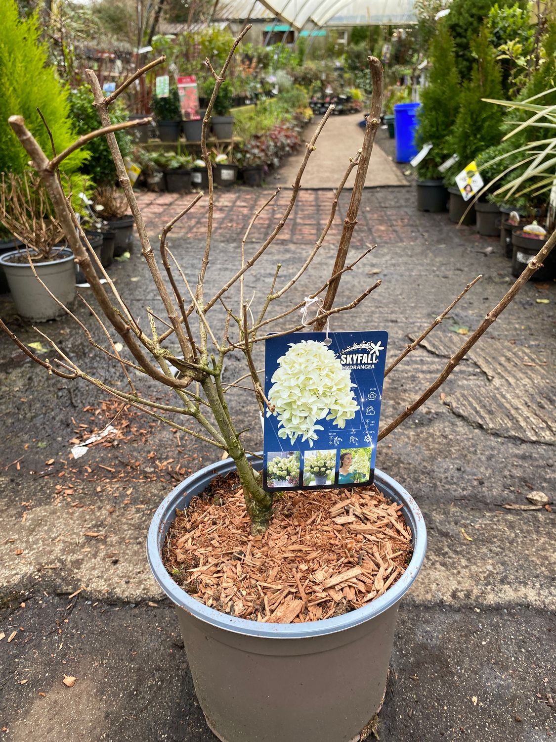 Hydrangea Skyfall
