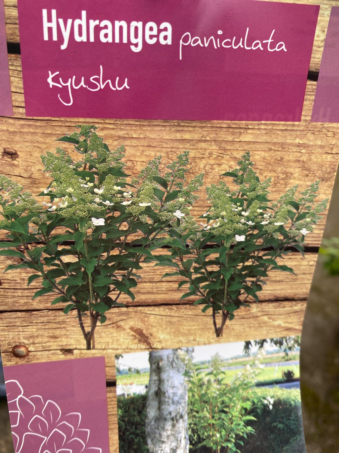 Snowy Mountain Hydrangea TREE ' - Small Garden Tree Flowers from end of June until mid September with large, white, cone-like, dainty flowers .