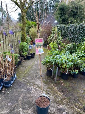 Snowy Mountain Hydrangea TREE &#39; - Small Garden Tree