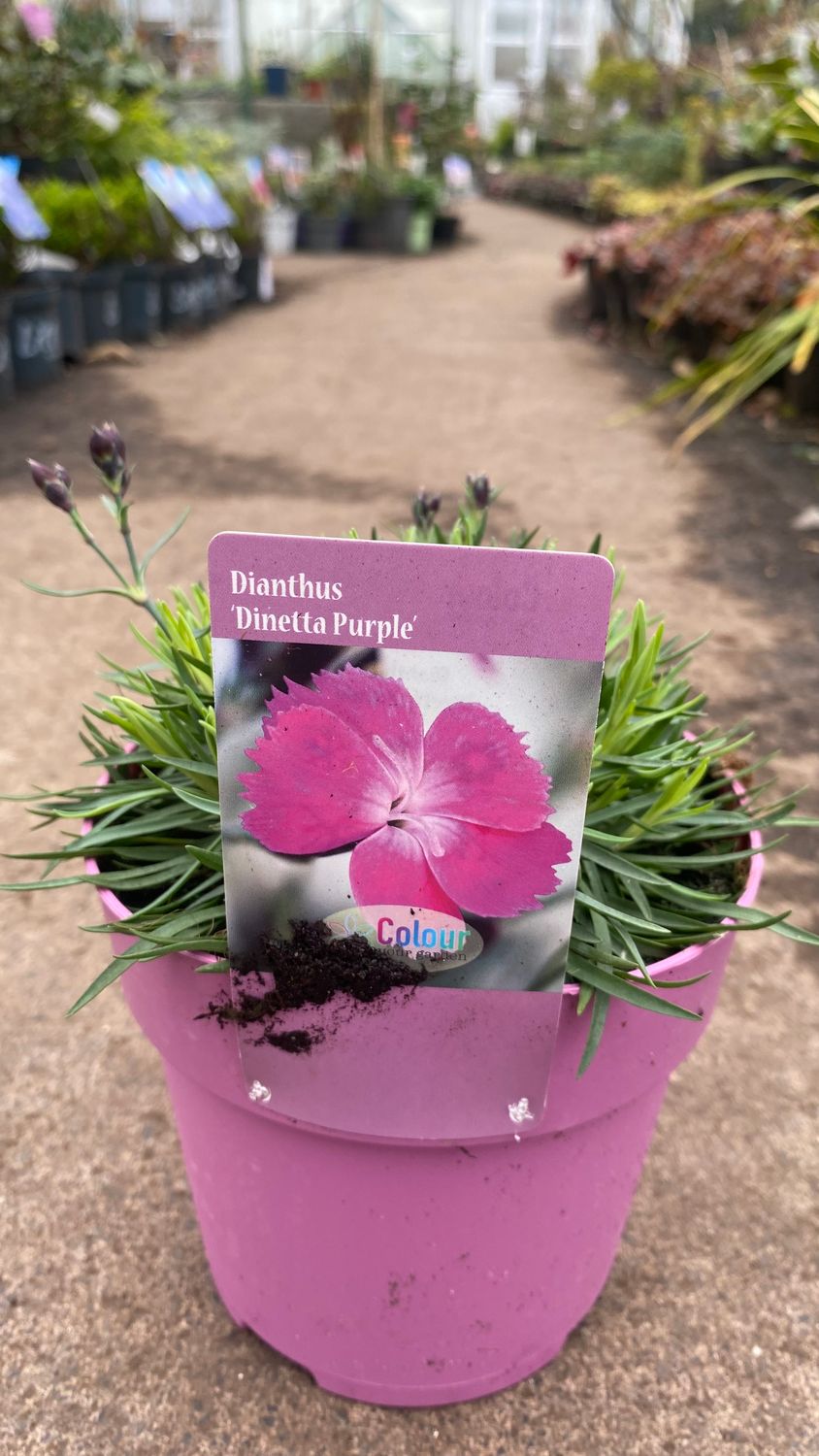 Dianthus Dinetta Pink . flowers for months and lasts for years. A carpet plant that loves spreading on banks or spilling over walls and kerbs. Flowers in spring and early summer