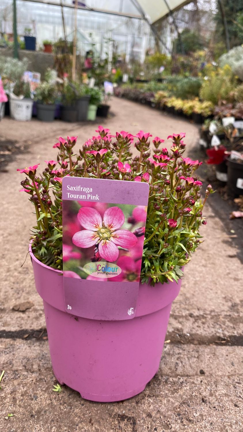 Mossy Saxifraga Touran PInk