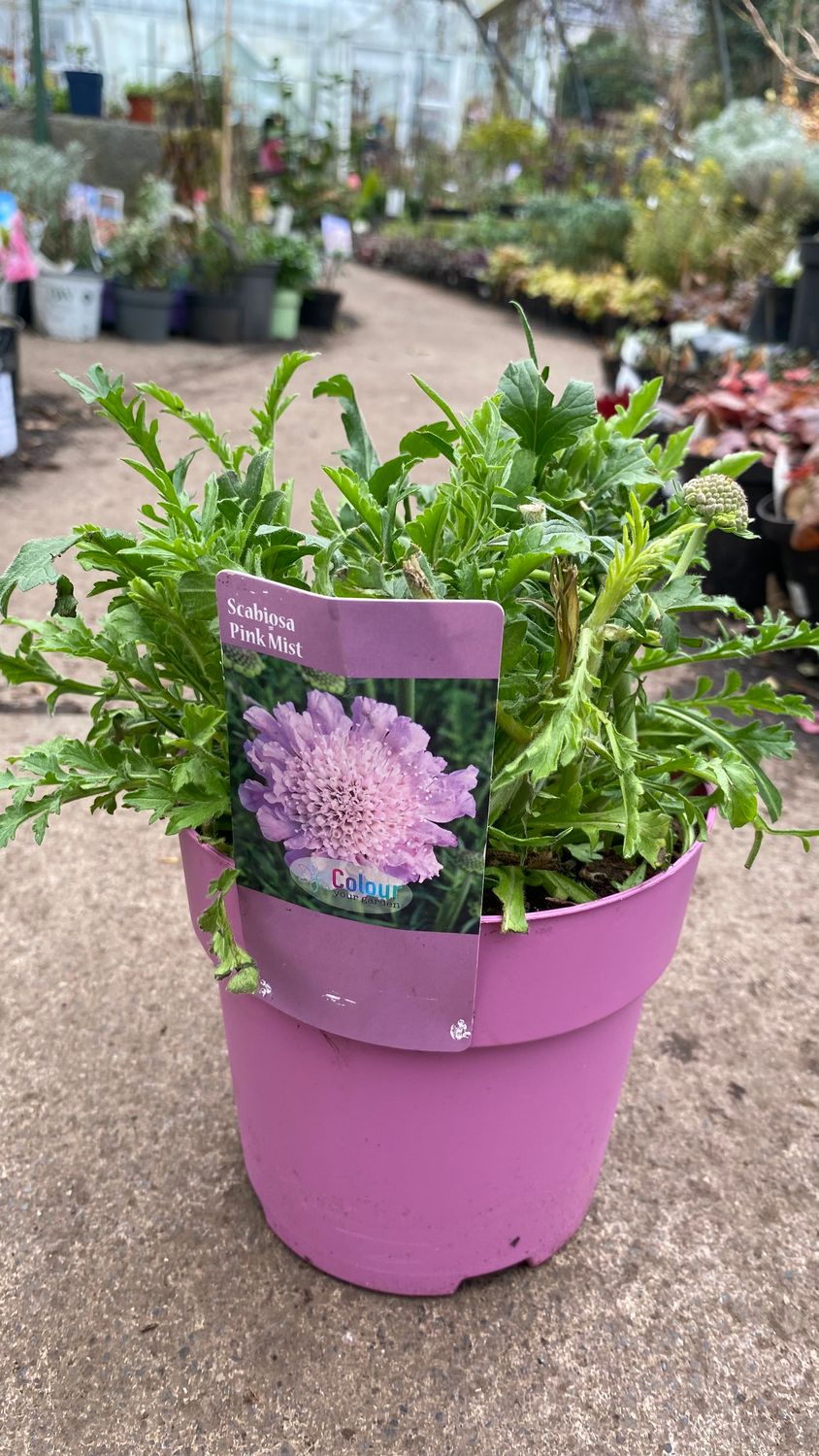 Scabiosa PInk Mist Pincushion Flower Hardy Perennial flowers for months and lasts for years . Flowers look like white pincushions. Happy in a sunny and free draining spot .