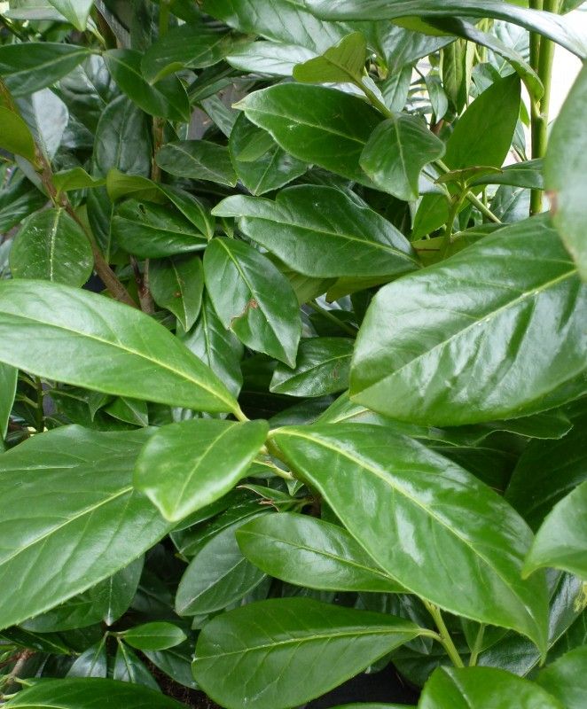 Prunus Novita Etna - Dark Green Laurel Hedging